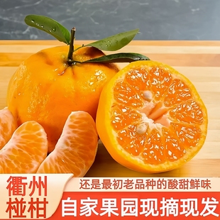 衢州酸甜椪柑新鲜带籽橘子多年老树天然品种当季水果带核桔子芦柑
