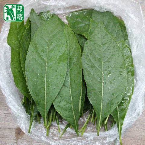 南非叶树苗干叶茶新鲜
