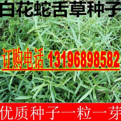 白花蛇舌草种子 半枝莲种子 蛇舌草种子百花蛇舌草包邮