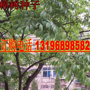 榉树种子 红榉树 小叶朴树 小叶红榉 大叶青榉种子 大叶朴树包邮