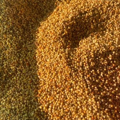 云南滇黄精种子!多花不到苗!鸡头姜型黄精种子!节节高籽