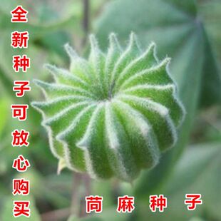 苘麻种子小苘子做麻绳专用种籽青麻种子野苎麻 线麻冬葵种子