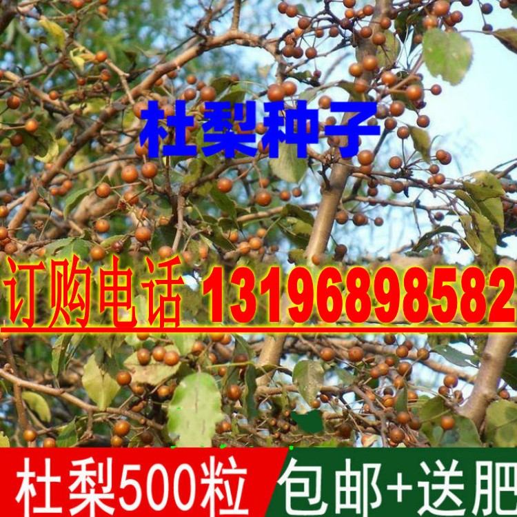 新采杜梨种子杜梨树籽棠梨树籽土梨海棠梨野梨子种子嫁接梨树种子