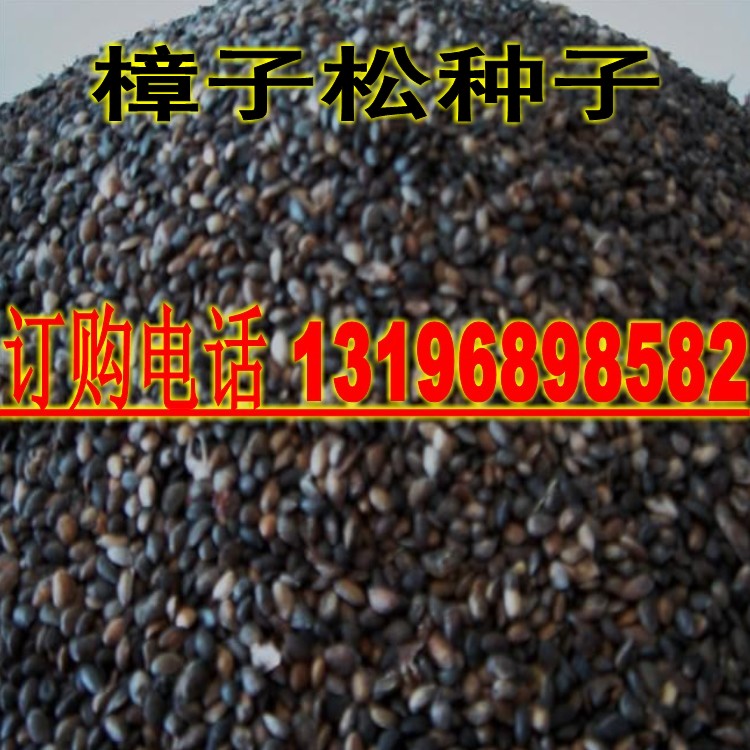 樟子松树种子海拉尔松蒙古赤松西伯利亚松黑河赤松抗寒松树木种籽图片