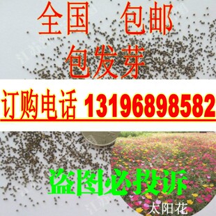散装太阳花种子  四季播盆栽花卉龙须牡丹重瓣松叶牡丹死不了包邮