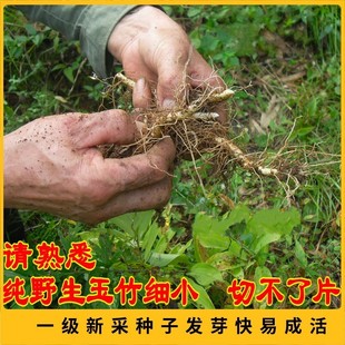 野生玉竹种子 可食用 鸡头黄精 爪子参黄鸡菜老虎姜 黄精蔬菜种籽
