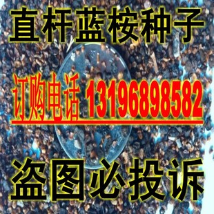 直杆桉种子 直杆蓝桉种子 桉树种子 玉树油树 灰杨柳