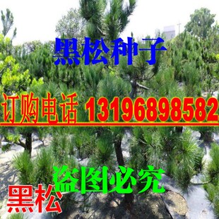 华山松日本三河黑松 盆景松树油松白皮松种子 送籽家庭园艺种子