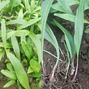 正宗冰球子种子 独叶白芨种子中药材山慈菇泥冰子红白芨优质