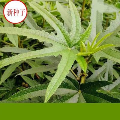 五指毛桃种子中药材树苗种子北方南方四季种植好种易活中药材