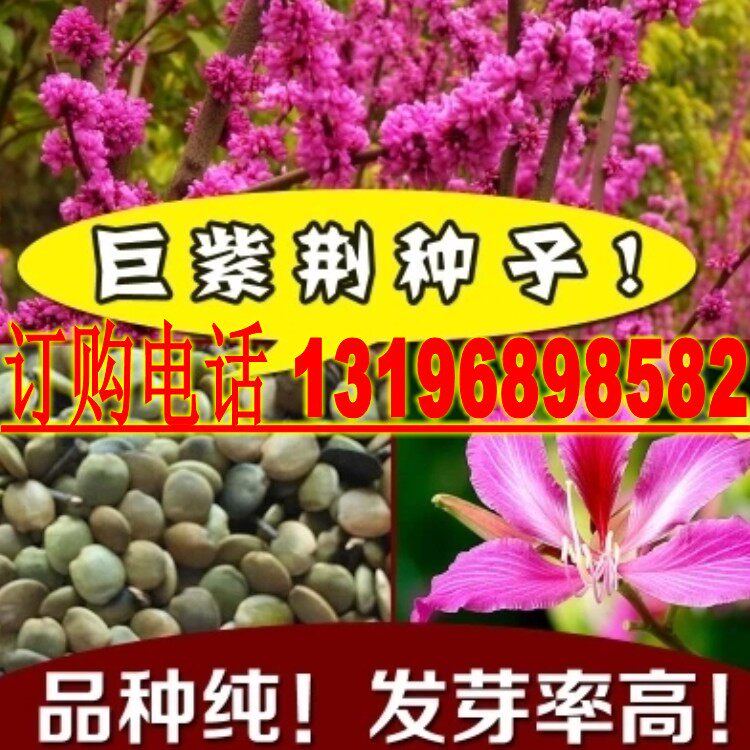 香港紫荆种子 巨紫荆种子 洋紫荆 红花紫荆 鲜花种子