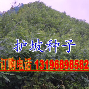 工程护坡灌木种子胡枝子紫穗槐小冠花荆条猪屎豆刺槐银合欢爬山虎