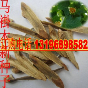 新采马褂木种子 双飘树 鹅掌楸 绿化行道林木苗木彩叶树种子包邮