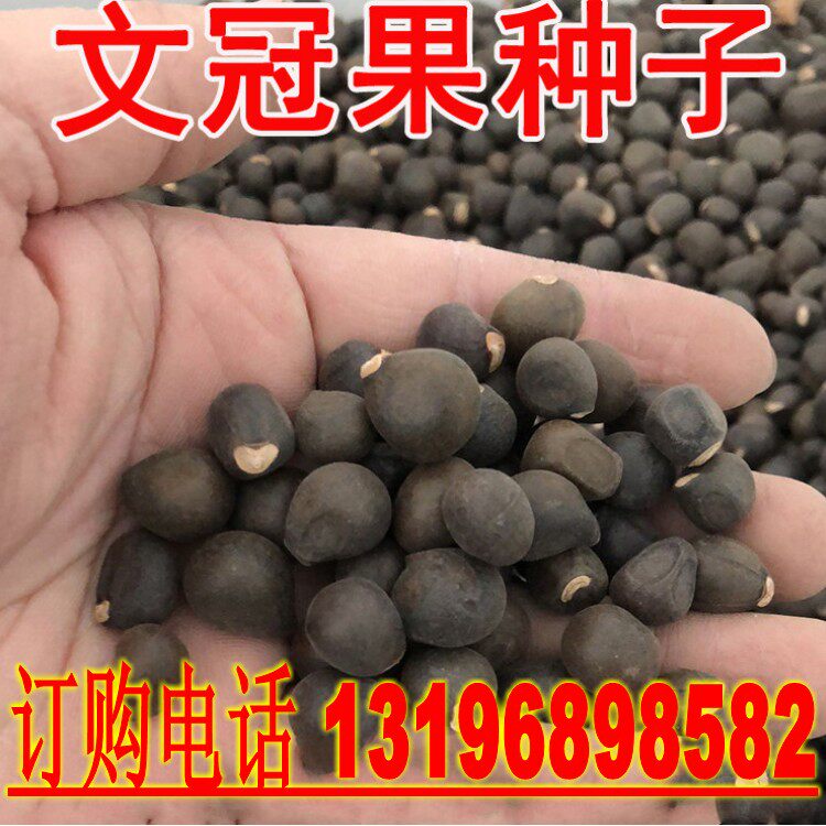 新采林木种籽文冠果种子文冠木文官果土木瓜可榨油行道树种