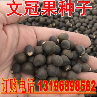 新采林木种籽文冠果种子文冠木文官果土木瓜可榨油行道树种