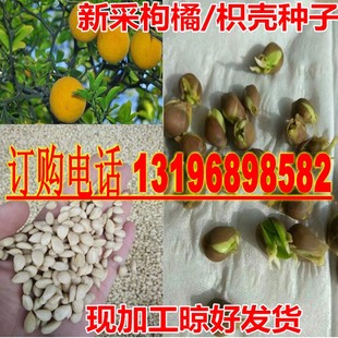 新采枸橘种子枳壳种子枸桔红橘橘子柑橘香橙脐橙籽嫁接砧木树种子