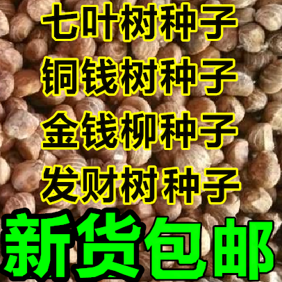 七叶树种子 红花 籽 铜钱树种子 青钱柳 金钱柳种子 发财树种子