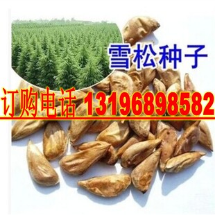 新采 印度雪松种子 雪松籽 宝塔松 香柏种子包邮