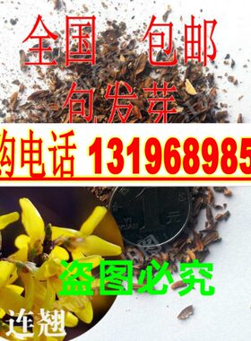 连翘种子黄老虎迎春花油麻藤楸树