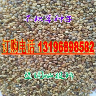 不积草种子 不积草籽 开乳草 开窍草 羊屎豆 假槐豆种子包邮