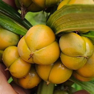 优质云南黄精鲜果种子 川黄精不倒苗 滇黄精种子 提供技术