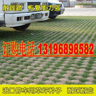 停车场草籽 草坪砖草坪种子不修剪 低矮耐踏草种 四季常青草