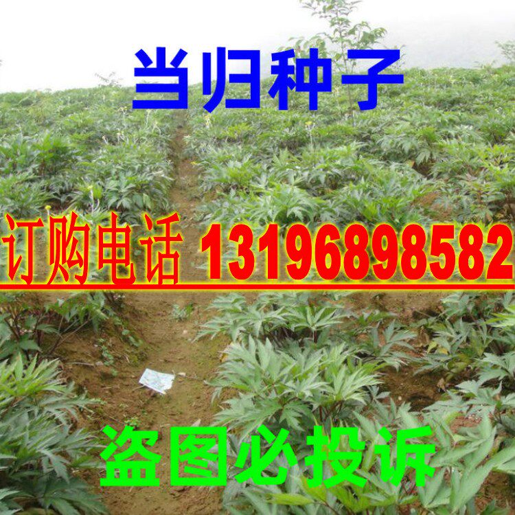 当归种子 中药材种子秦归 云归 西当归 土当归 干归 种籽当归种籽图片