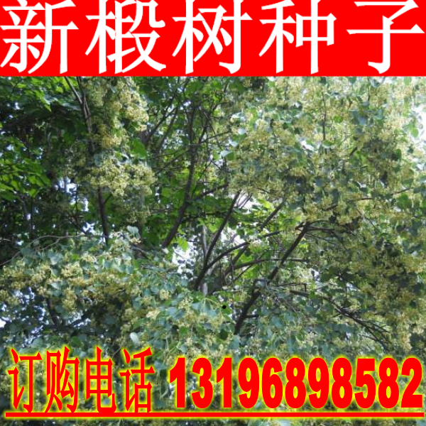 椴树种子 紫椴种子 火绳树 家鹤儿 金桐力树 桐麻 叶上果糠椴种子 - 实物图