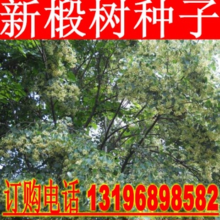 椴树种子 紫椴种子 火绳树 家鹤儿 金桐力树 桐麻 叶上果糠椴种子