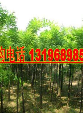 林木种槐树种子国槐种子龙爪槐金枝槐五叶槐黄花槐紫花槐刺槐种子