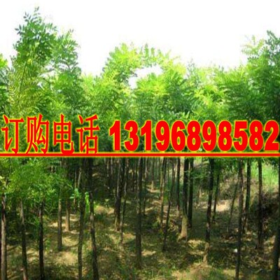 林木种槐树种子国槐种子龙爪槐金枝槐五叶槐黄花槐紫花槐刺槐种子