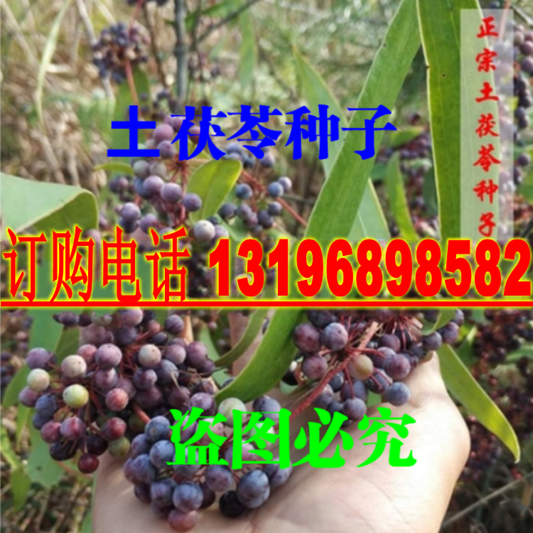 野生土茯苓种子 土茯苓苗 盆栽地栽红土苓硬饭头药材种子包邮