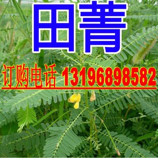新采田菁种子别名碱青涝豆果园绿草种子四季牧草籽田青子紫色田箐