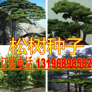 新采松树种子 黄山松迎客松马尾松白皮松五针松黑松油松雪松种子