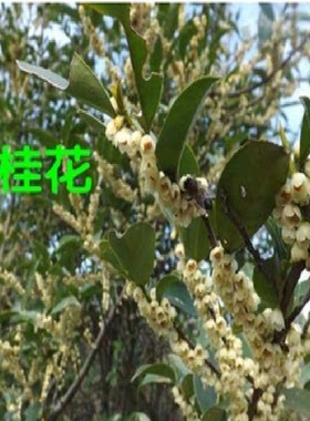 野冬柃木种子野桂花树籽野鸭脚木种子柃木冬季蜜蜂蜜源植物花