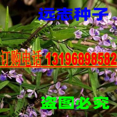 中药材种籽远志种子葽绕 蕀蒬 棘菀 小草 细草线儿茶小草根远志籽