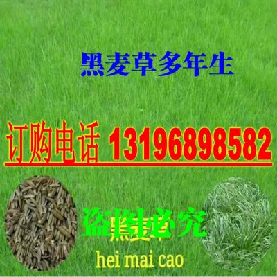 牧草高羊茅狗牙根种子墨西哥玉米