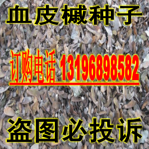 新采种子 血皮槭、青皮槭、青皮槭种子 血皮槭种子 槭树种子
