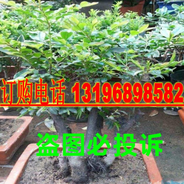 印度名贵木材籽小叶紫檀种子 羽叶檀 青龙木 黄柏木 檀香树种子