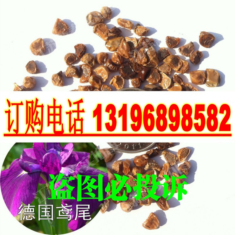 散装花菖蒲种子  德国鸢尾  耐寒喜阳  蓝紫花种子 开花鲜艳正品