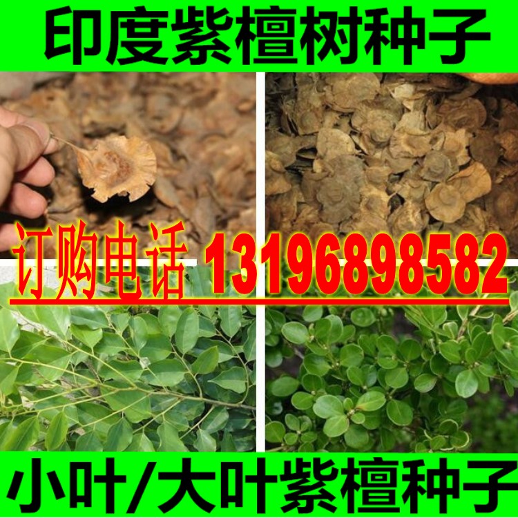 印度小叶紫檀种子 羽叶檀 青龙木 黄柏木 檀香树种子 名贵木材籽