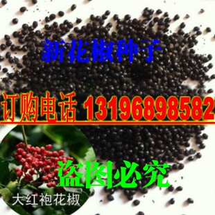 狮子头大红袍花椒种籽九叶青韩城花椒树种子四川无刺花椒种子麻椒