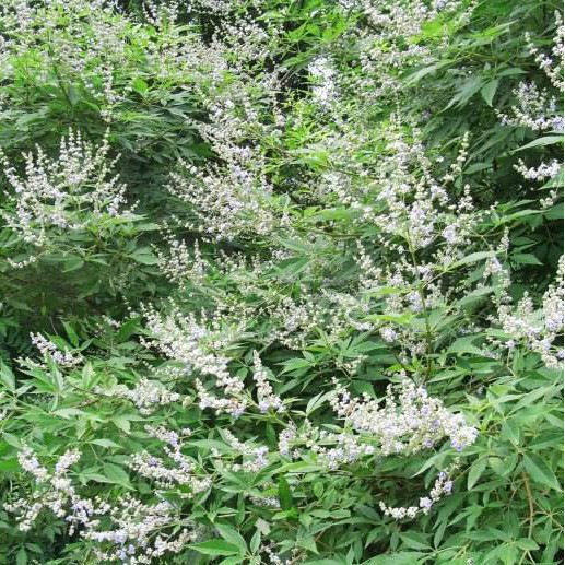 黄荆种子 白芥子白芥种籽 葶苈子葶苈种子 骨脂故脂子补骨脂种子