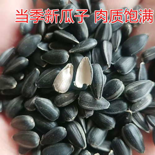 油葵和尚小太阳鹦鹉增肥营养粮食