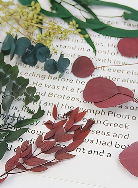 小米果尤加利叶桉树铜钱树圆叶细叶DIY永生红色圣诞绿叶干花材