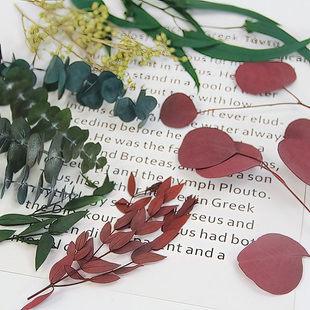 小米果尤加利叶桉树铜钱树圆叶细叶DIY永生红色圣诞绿叶干花材