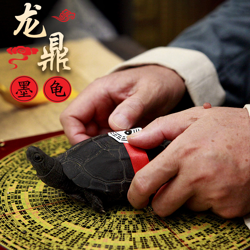 純種全黑龍鼎墨龜正宗華夏國墨龜