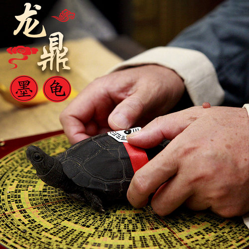 纯种全黑龙鼎墨龟正宗华夏国墨龟