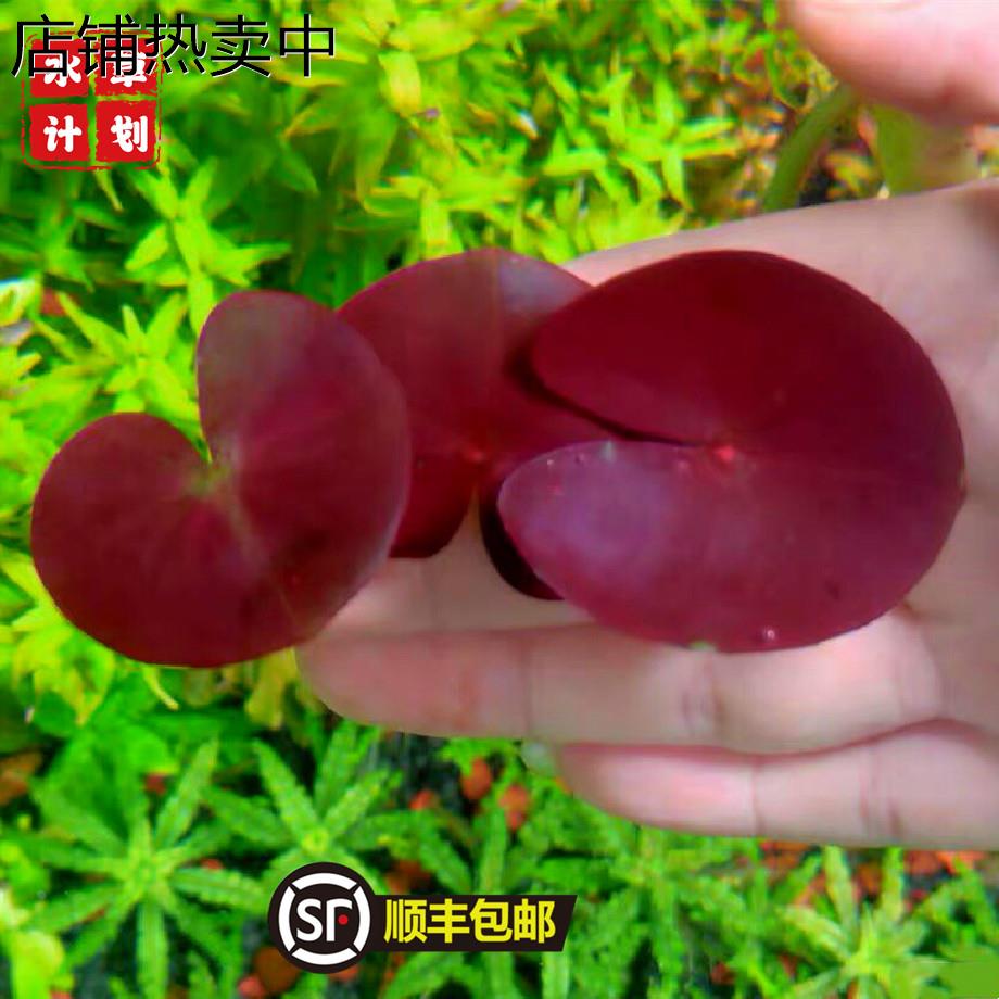 ADA睡莲迷你型睡莲稀有水草红色睡莲南美缸生态缸水草中后景淡水