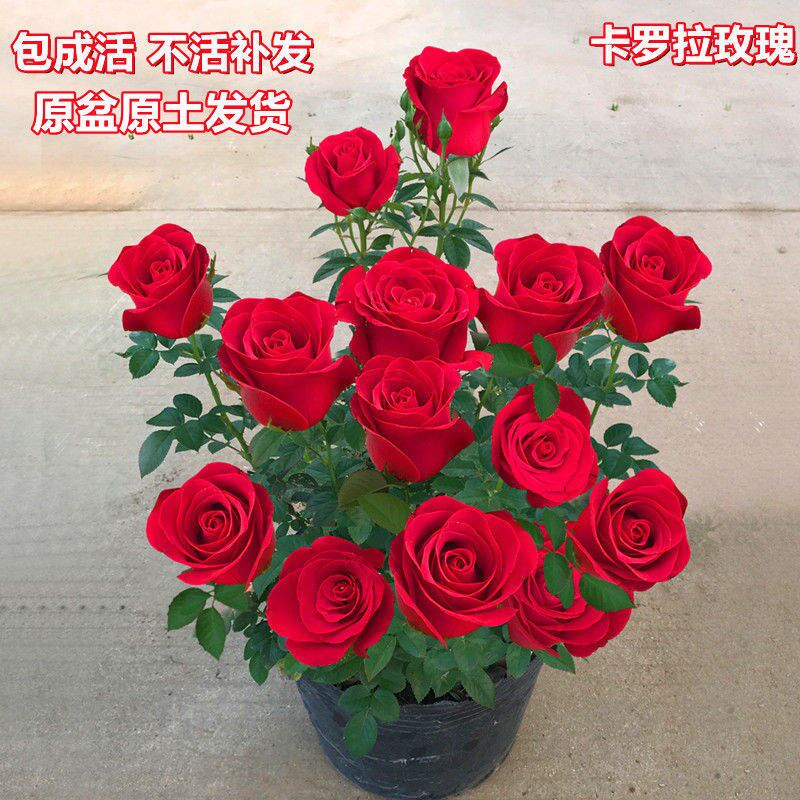 盆栽卡罗拉玫瑰花苗大花切花月季花苗红玫瑰花情人节玫瑰花苗包邮